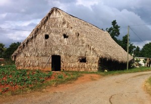 חווה לגידול טבק באזור פינאר דל ריו