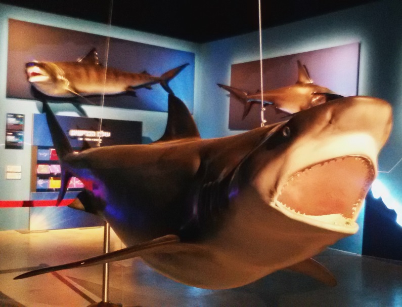תערוכת כרישים בביתן 2 בגני התערוכה בתל אביב.  צילום: נ. גולן
